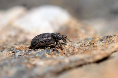 Dichotrachelus sp.